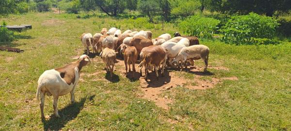 24 ha Smallholding