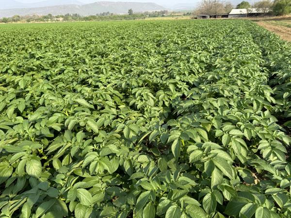 20 ha Farm