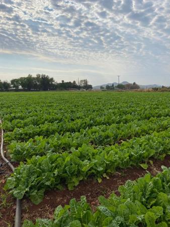 Farm