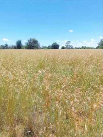 292 ha Commercial Farm