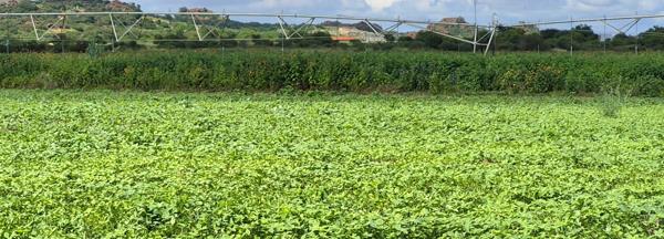 60 ha Farm