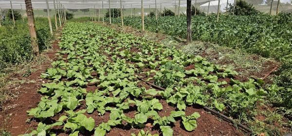 35 ha Farm
