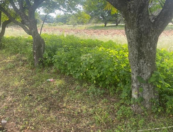 8 000 m² Land