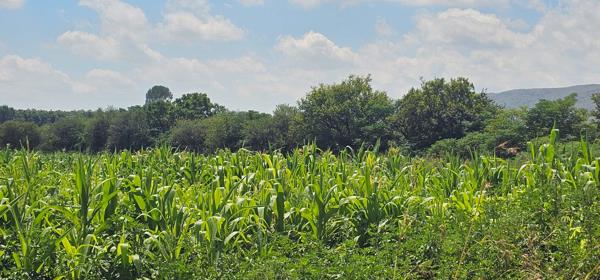 7 ha Farm