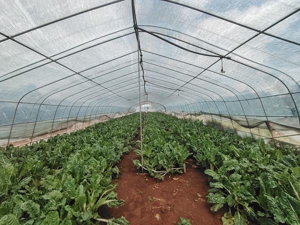 56 ha Agricultural Holding