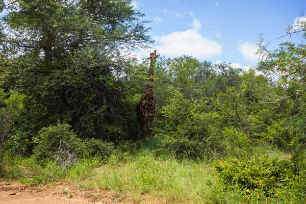 9 341 m² Land