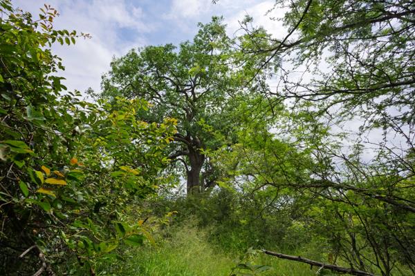 9 368 m² Land