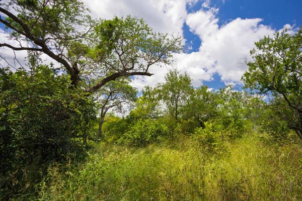 9 195 m² Land