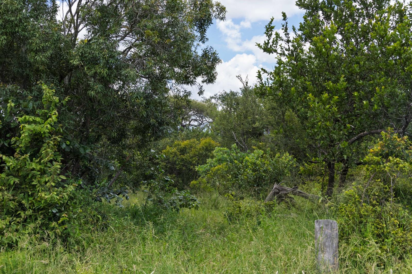 7 020 m² Land - More