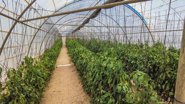 13.4 ha Farm