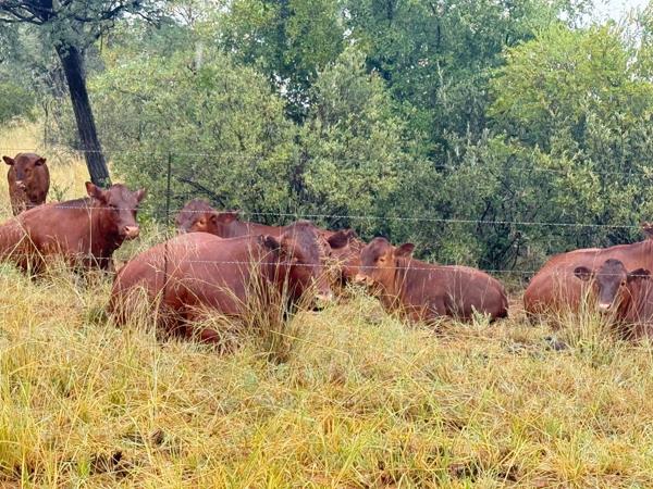 7 296 ha Commercial Farm