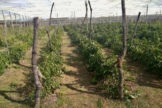Farm