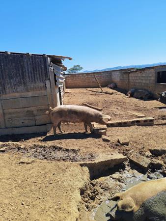 75 ha Commercial Farm