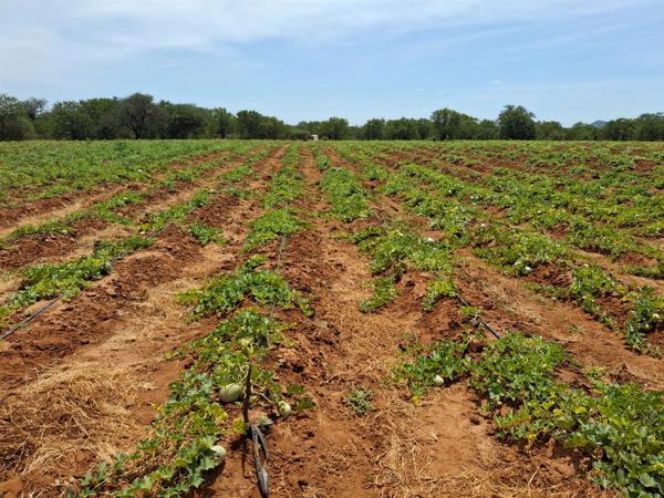 92.6 ha Commercial Farm