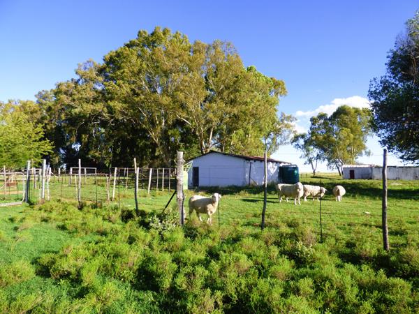 171 ha Agricultural Holding