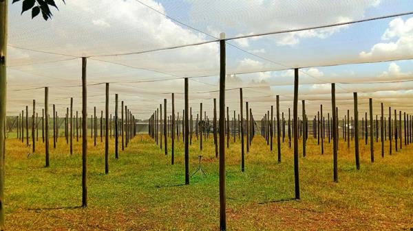 5 500 m² Smallholding