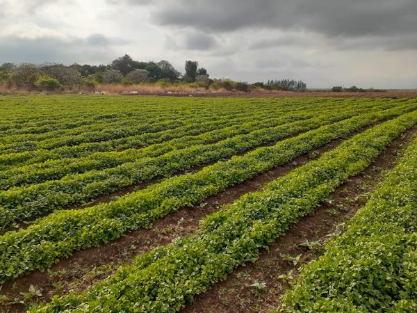 29.7 ha Farm