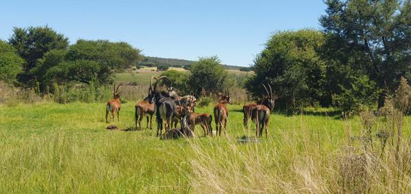 864 ha Farm