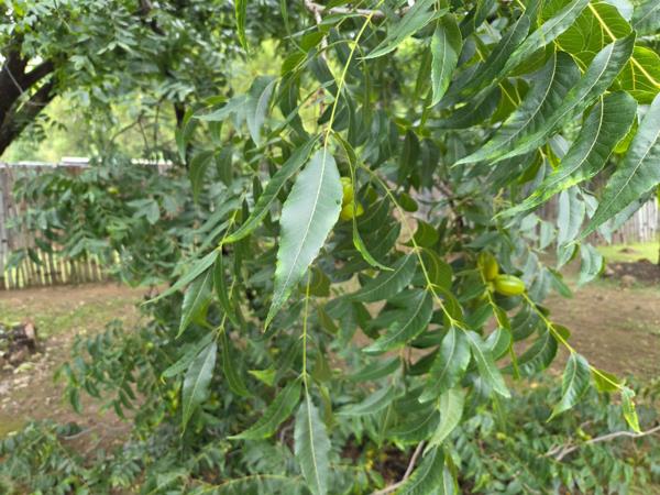 37.4 ha Farm with House