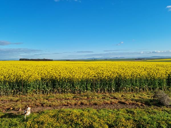 857 ha Farm