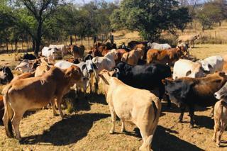 613 ha Farm