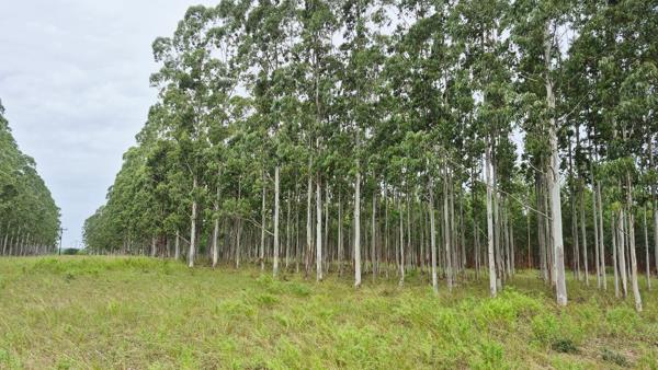 18 ha Commercial Farm