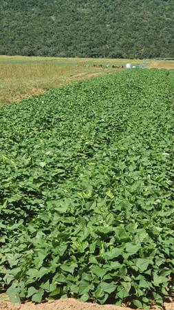 206 ha Farm