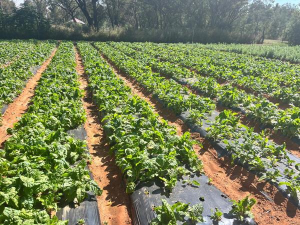 3 ha Farm