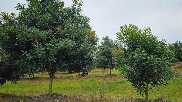257 ha Farm