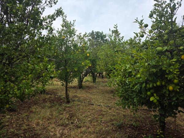 9.4 ha Smallholding