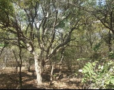 424 m² Land