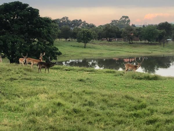1 Bedroom Garden Cottage