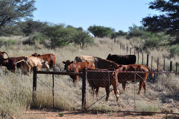8 086 ha Farm