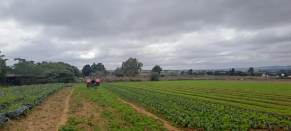 8.6 ha Farm