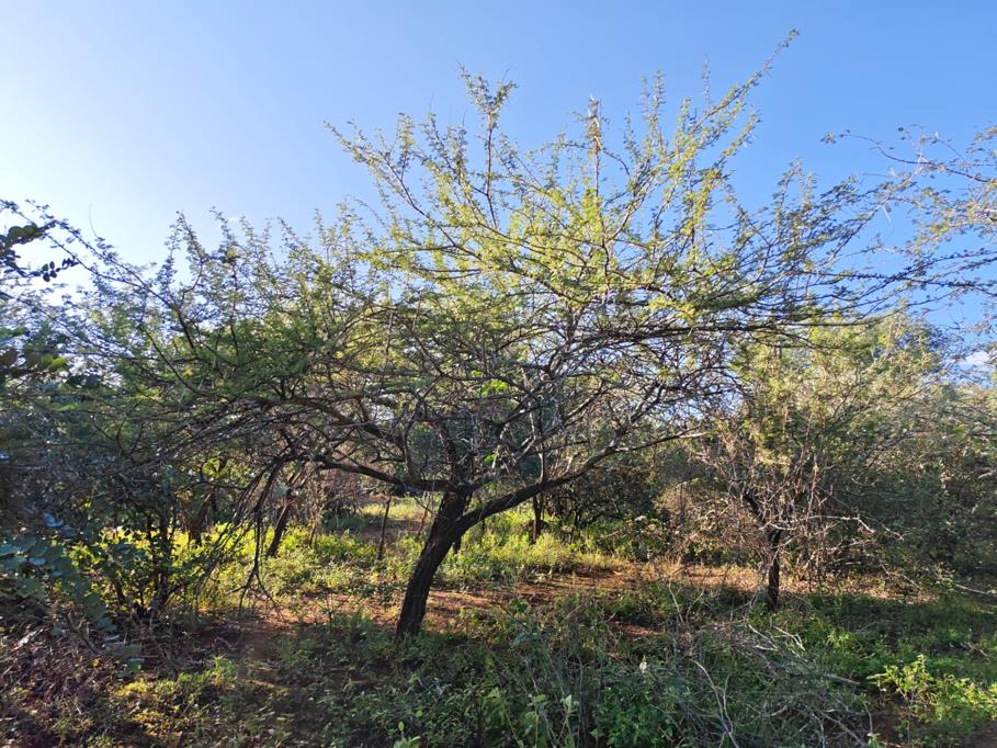 2 310 m² Land