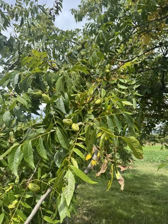 31 ha Farm