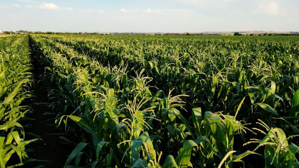 3 168 ha Farm
