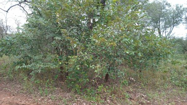 1 800 m² Land