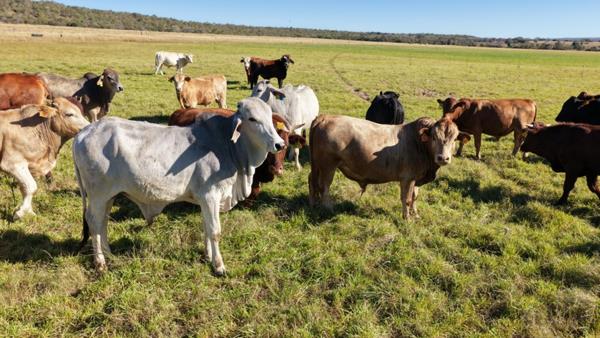 442 ha Farm