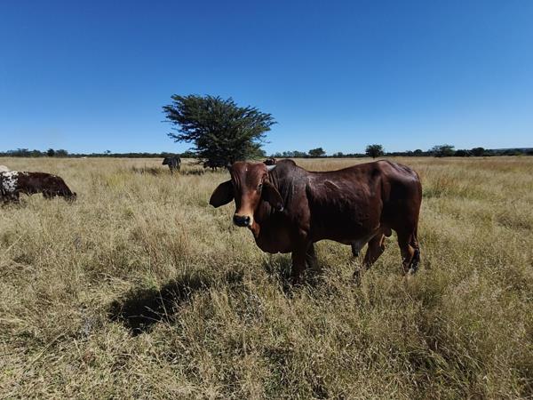 54.5 ha Farm