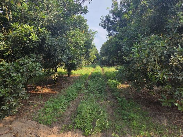 93.4 ha Farm
