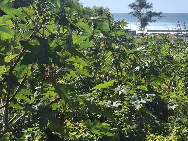 2 731 m² Land