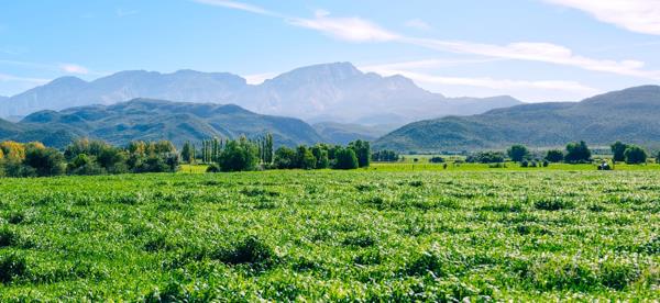 3.2 ha Agricultural Holding