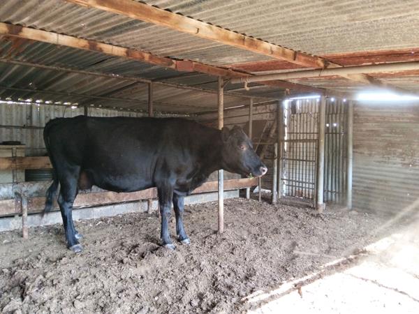 21.4 ha Smallholding