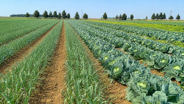 103 ha Farm