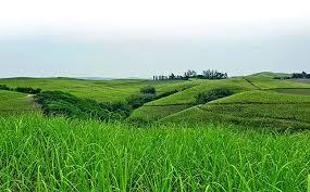 12 ha Farm