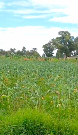 2 ha Farm