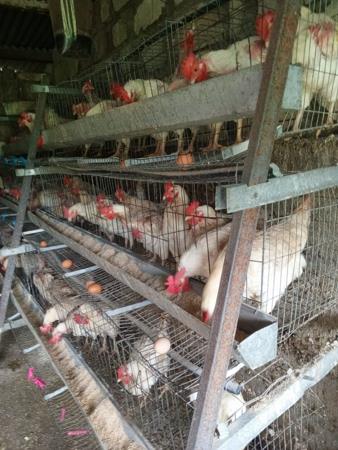 17.2 ha Farm