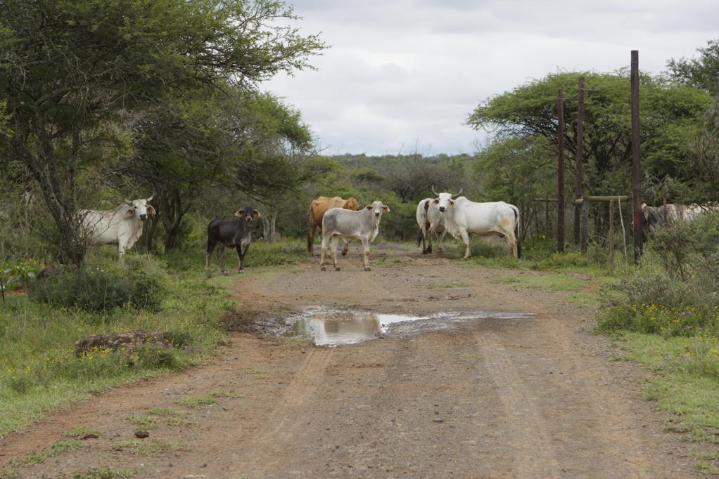 1 150 ha Farm