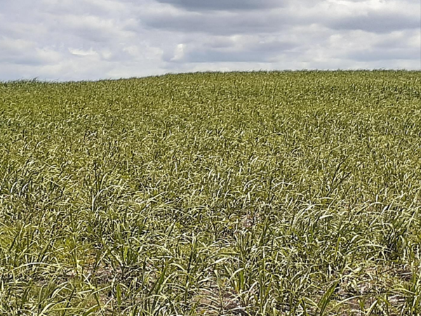 8.6 ha Farm